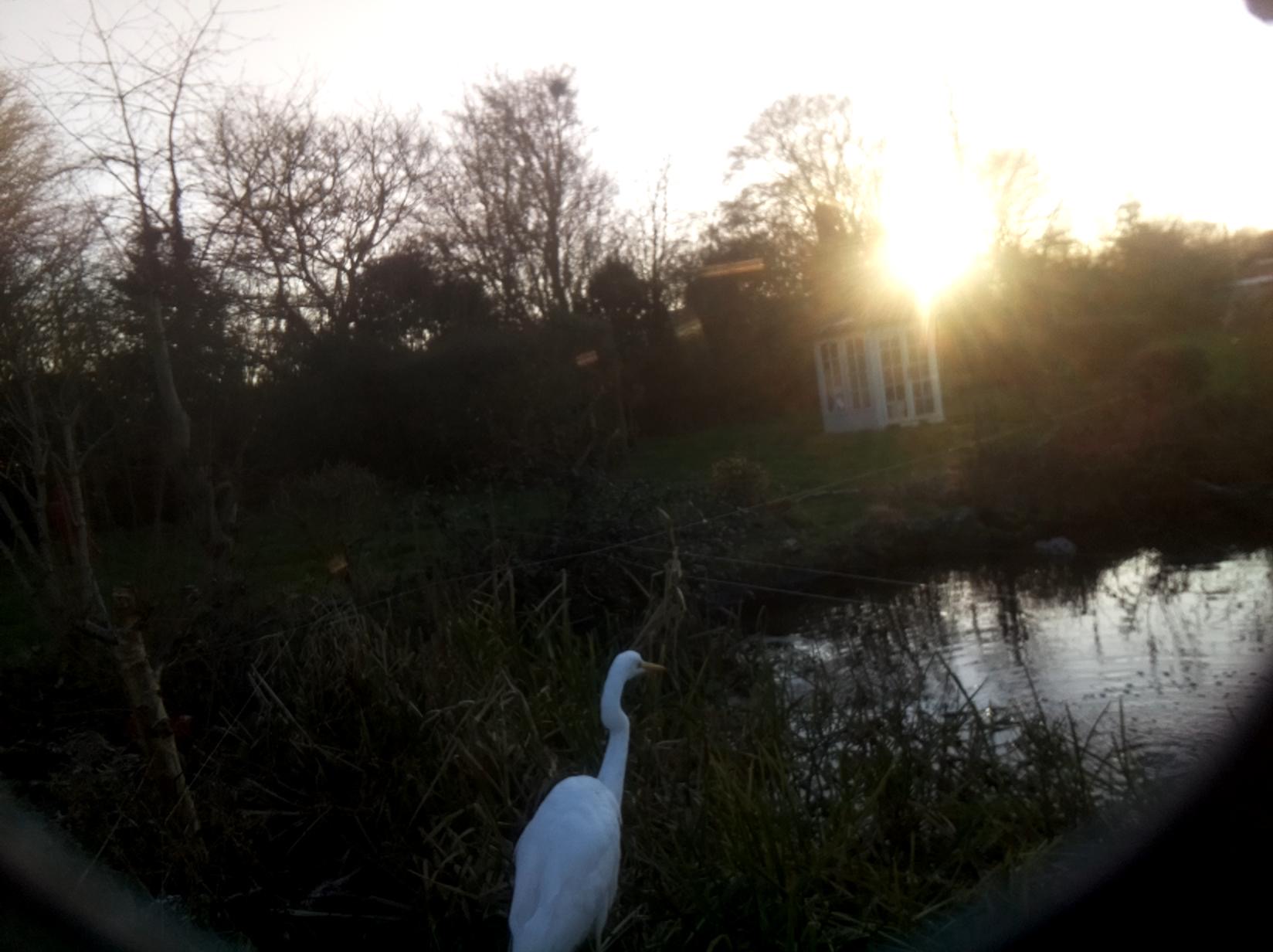 A heron beside a planted garden pond with low sunlight behind it.