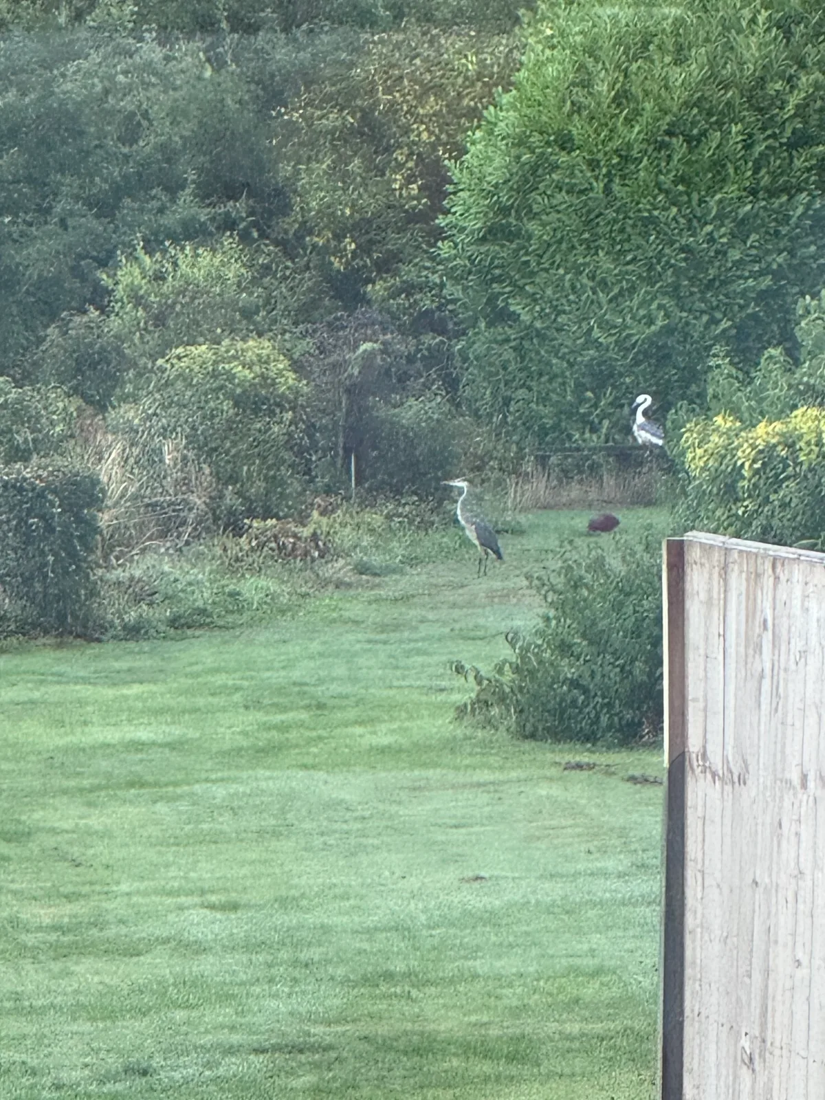 Diary photograph: The Heron Is Back