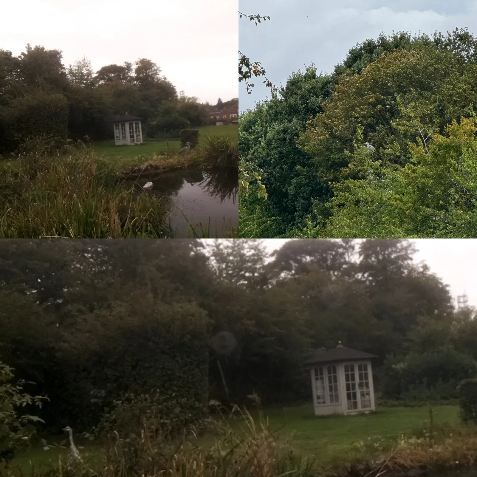 Diary photograph: A heron tests the pond’s defences